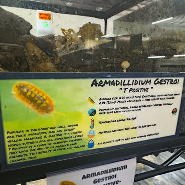Armadillidium Gestroi T Positive Isopod Bin Label